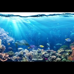 Meet your Posher, Dina